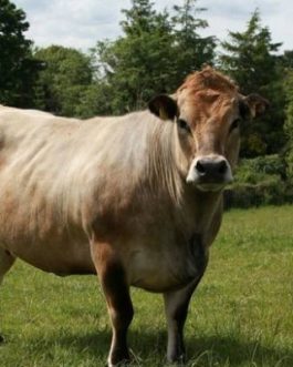 Buy AUBRAC CATTLE online